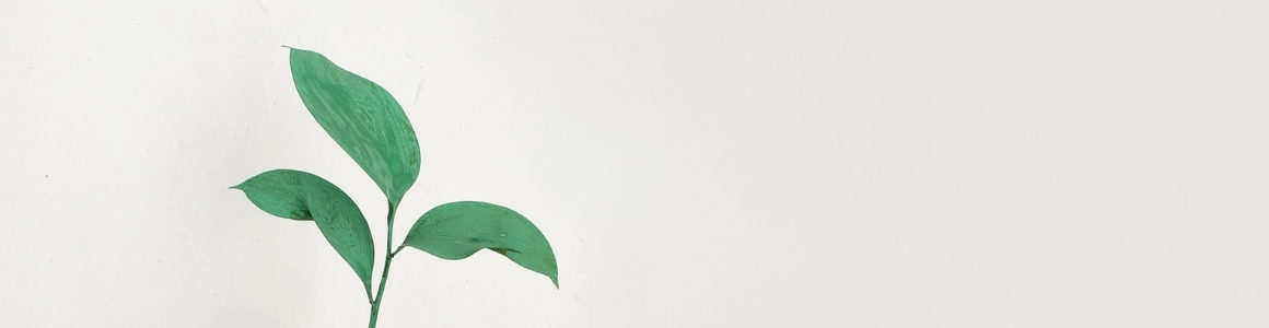 Plain background with a stem of leaves.
