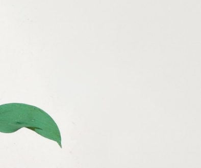 Plain background with a stem of leaves.