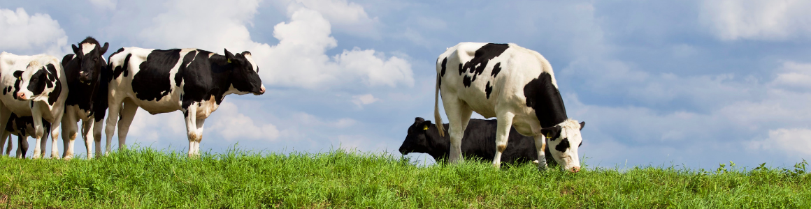 Dairy Farms Decreasing