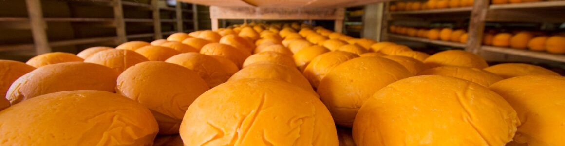 Cheddar cheese lined up in rows on wooden shelves a part of cheese production process.