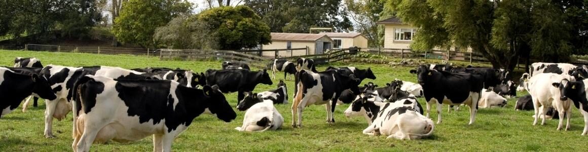 A group of black and white colored dairy cows living on a dairy farm.