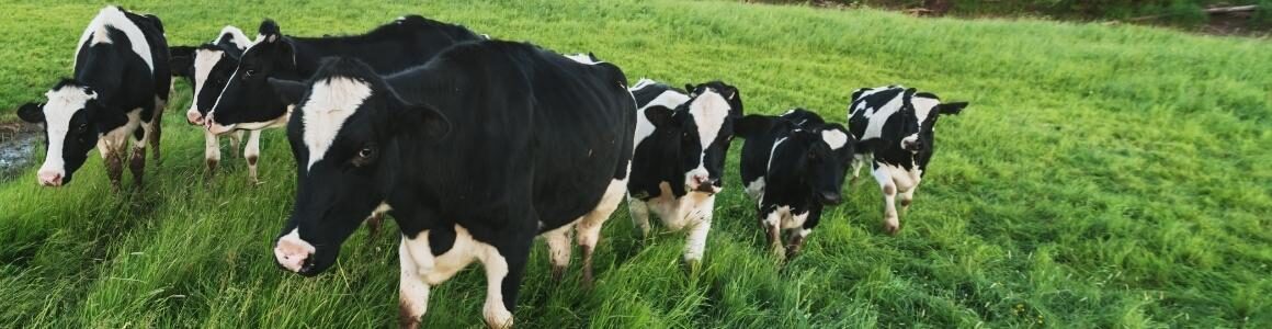 Black and white dairy cows in a green pasture representing June dairy month.