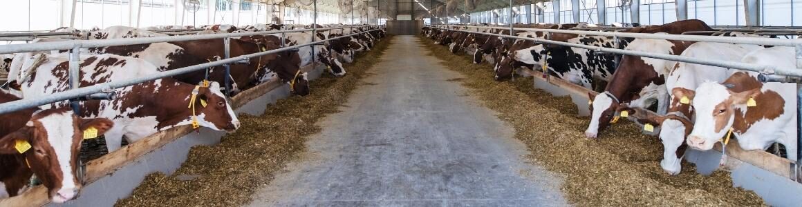 A large group of brown or black and white cows all feed/eating together representing the dairy industry.