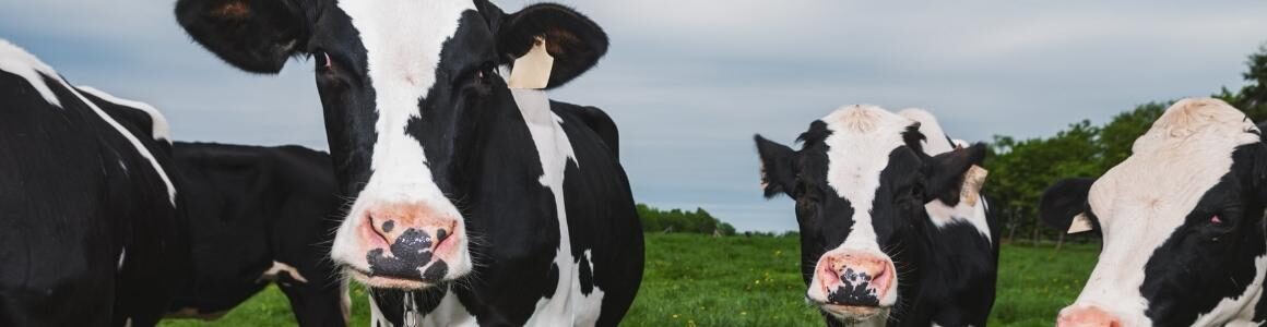 Two black and white cows representing the dairy industry.