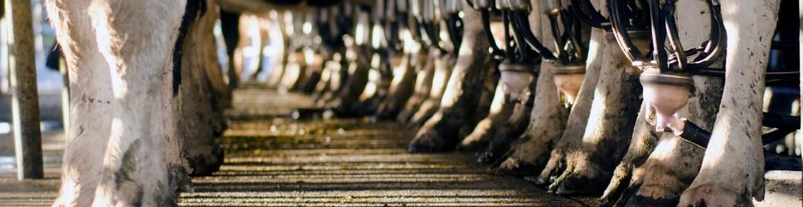 A row of cows only showing their hooves representing the dairy industry.