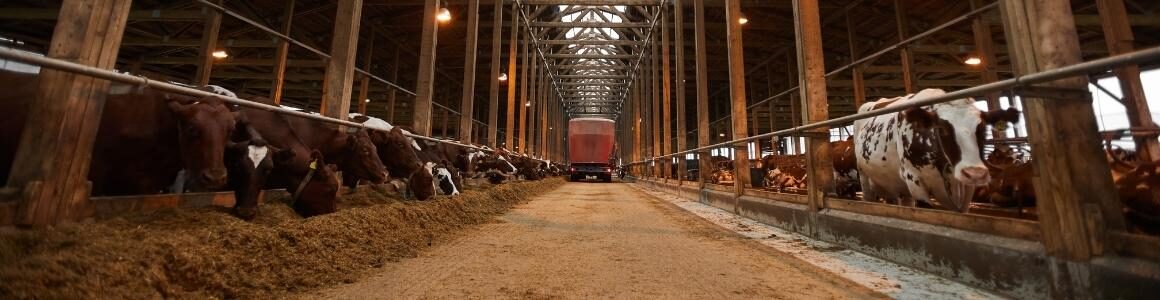 Cows in a barn and stables feeding representing the U.S. dairy industry.